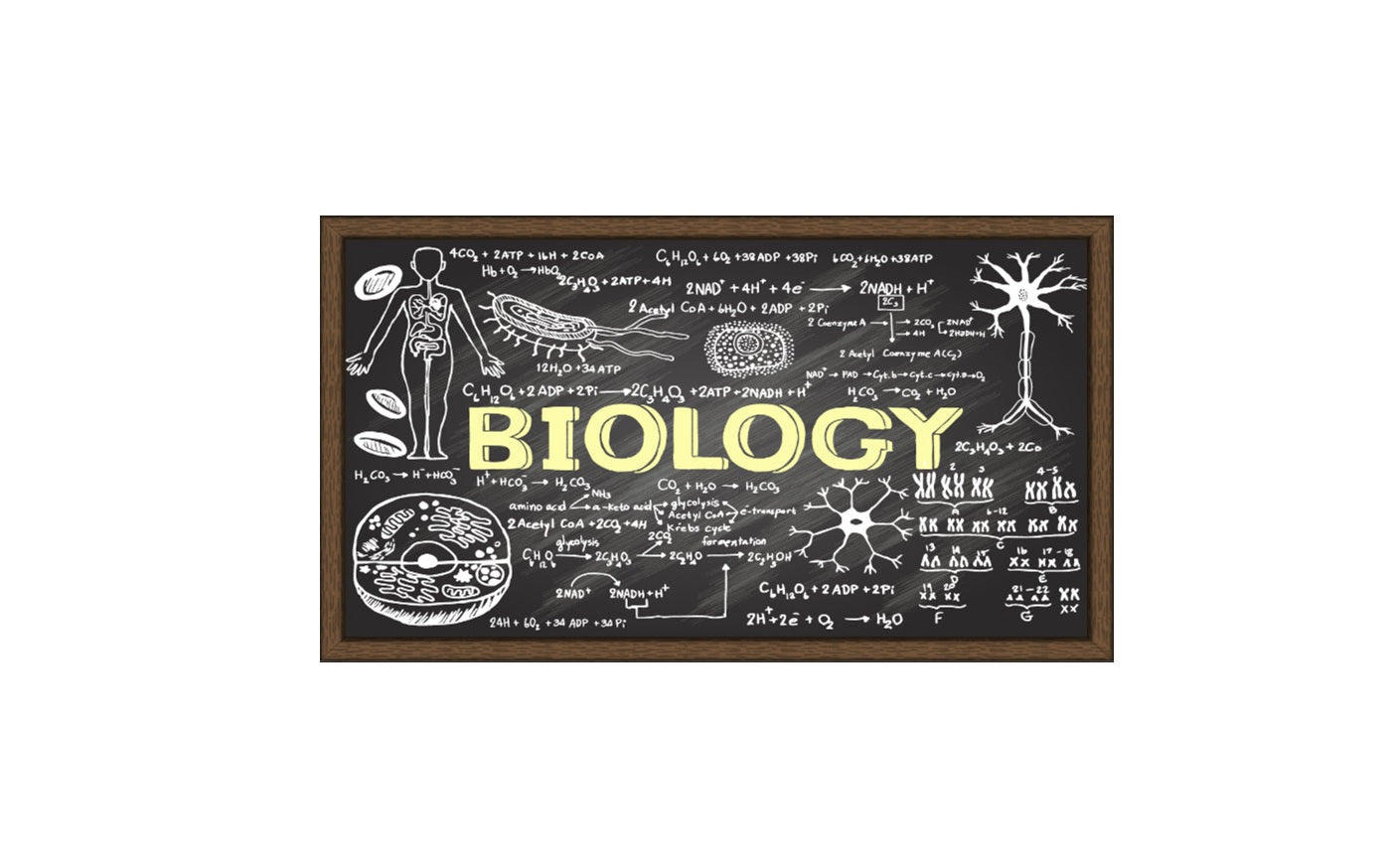 Biology Tutor