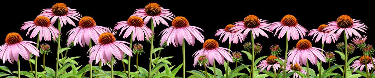 Nature's Medicines - Half Day