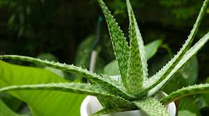 Nature's Medicines - Half Day