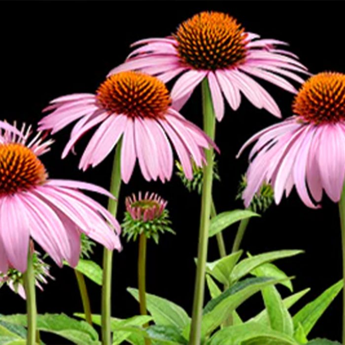 Echinacea and its power to heal